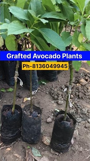 🥑Grafted Avocado Plants Available