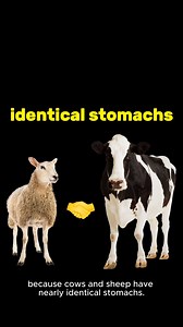 Scientists are measuring burps and farts. To save the planet. #Climate #Science #ClimateSolution #ClimateAction #Cow #Sheep #Farm #FarmAnimal | Vox