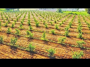 Guava Farming: Guava UHDP (ultra high density plantation).
