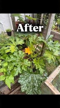 Brown Sugar|Yeast Fertilizer Update #gardenupdate #yeastfertilizer