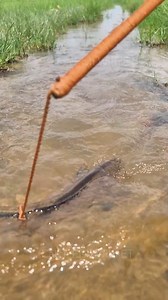 166K views · 502 reactions | UNIQUE Snakehead Fishing Methods #fish #fishinglife | Catch Fish With ET | Facebook