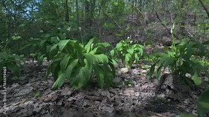 Wild garlic, grows in forest at spring time, healthy edible wild plant