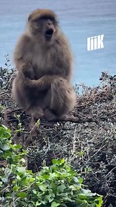 Le dernier singe du Maghreb 🐒 Il s’appelle le macaque berbère. Le seul primate sauvage d’Afrique du Nord. Encore visible au Maroc et en Algérie… disparu de Tunisie. Aujourd’hui, il est en danger : tourisme, braconnage, trafic de bébés singes. | Liik