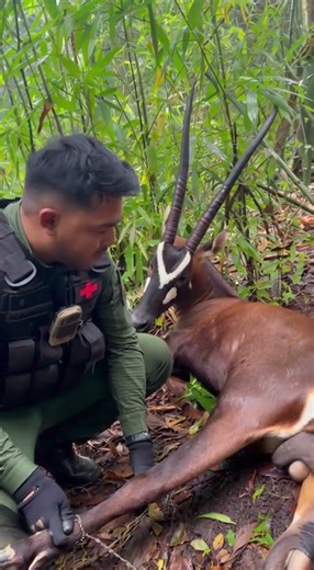 Rescuing a Saola from a Snare :- AI Created