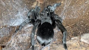 MY TARANTULA DROWNED HERSELF!? 😔 #exoticpet #spider #tarantula #tarantulas #exoticslair | Exotics Lair