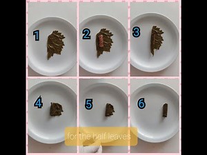 How to roll the stuffed grape leaves using half leaves only