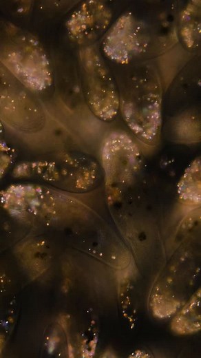 Look at these pretty Paramecium with microscopic crystals in them. Aren’t they so pretty? . Paramecium are common single-celled organisms which can be found in aquatic habitats all over the world. These came from a river. I got so used to finding them, nowadays I rarely stop to take a look at them but when I view them with the polarized light, they reveal their magical-looking crystals. . Each cell contains a few different types of crystals, some calcium and magnesium, but mainly nitrogen compou