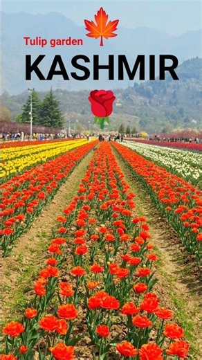 Tulip garden Kashmir, #kashmir #flowers #shorts #nature