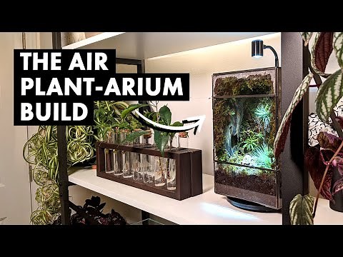 The Air Plant-arium Terrarium Build