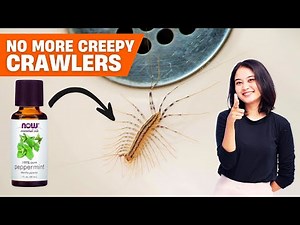 Stop House Centipedes in Their Tracks – Proven Methods That Work!