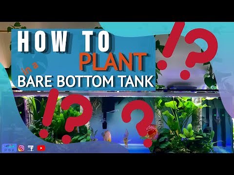 HOW TO PLANT ON A BARE BOTTOM TANK - small upgrade on my discus tank
