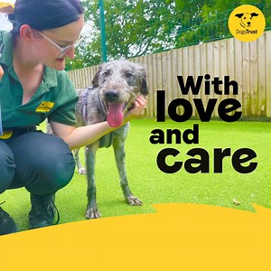 2.4K reactions · 232 shares | Hagrid was only 2 years old when he came to us in a poor condition, along with seven other dogs he had been living with... | Dogs Trust | Facebook