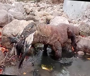 243K views · 3.2K reactions | Komodo Dragon vs Swallow  Join our group : Animals Life. Thank you so much ❤ | Wild Animals | Facebook