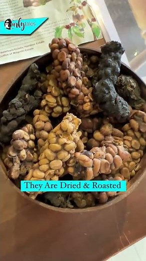 This Coffee Is Made From Cats Poop & Is The Worlds Most Expensive Coffee | Curly Tales #shorts