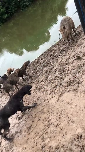 3 Ways to Raise Pigs for BIG Farmhouse Profits! 🐷💰 Want to turn pig farming into a highly profitable business? In this video, we’ll show you three powerful ways to raise pigs in a farmhouse setting and maximize your earnings. Whether you’re just starting out or already farming, these practical tips will help you boost your farm’s profitability while ensuring your pigs grow healthy and strong. We’ll cover: ✅ The best pig breeds for fast growth and high returns ✅ Feeding strategies to cut costs 