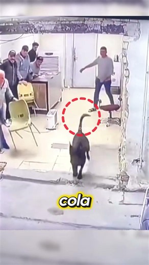 7 Men cornered by an aggressive dog