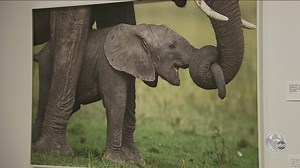 Rodin Museum, Philadelphia Museum of Art welcome special exhibits - FYI Philly