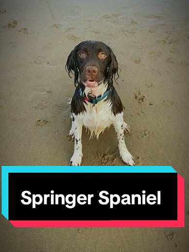 meet the Springer Spaniel video is for satirical purposes. credit to the content creators and dog owners featured in the video. #springerspaniel #springer #springerspanielsoftiktok #springerspanielpuppy