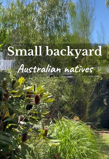 My favorite natives in my small backyard 🌼🌿 Transformed my boring lawn into a low maintenance native garden ✨✨ • • • Comment ‘plant names’ and I’ll send you the list of natives in my garden. #australiangardens #smallbackyard #gardendesign #smallhomegardens #gardensonabudget #nativeplants #creatorsearchinsights