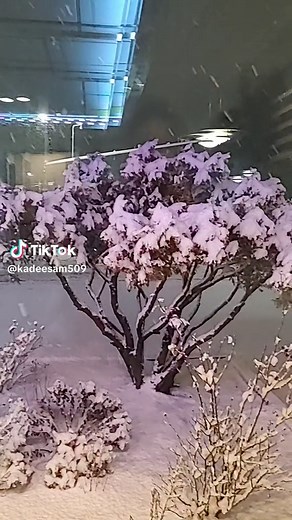 The first snow of the new year(2024) in East Hartford CT