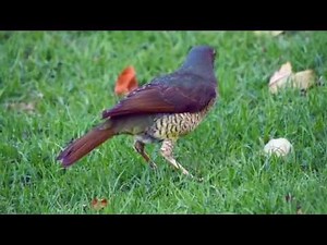 Satin Bowerbird (Ptilonorhynchus violaceus ♀) / Seidenlaubenvogel
