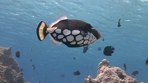 Colorful clown trigger fish. Diving on the coral reefs of the Maldives.
