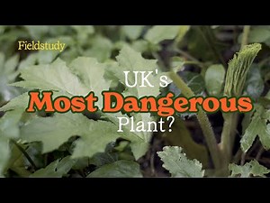 Common hogweed vs Giant Hogweed - UK Woodland Foraging 🌱