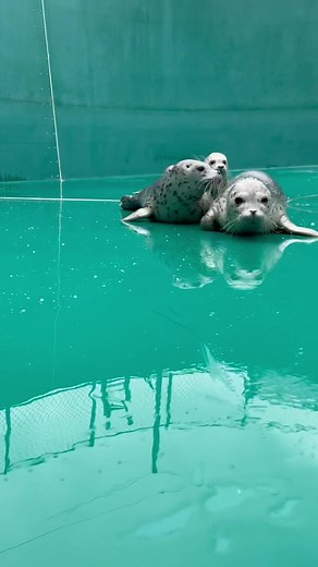 The Fascinating World of Seals: Understanding Galumphing