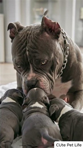 Scary vs Sweet | Extreme American Bully Mom and her 4 Tiny Puppies! #doglove #puppylove