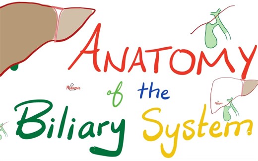 Anatomy of the Biliary System