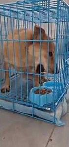 Thousands Of Dogs Are Tortured & Slaughtered For Their Meat Each Year During This Deadly Festival