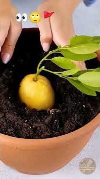 #👀🙄🪴🌿diy #garden #shortvideo #subscribe please