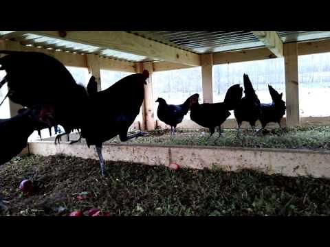 Pure Black McRae Gamefowl