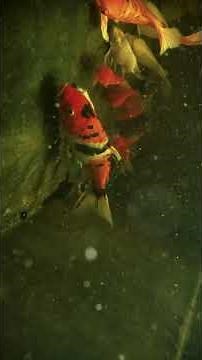 Can You Spot the Rarest Fish?