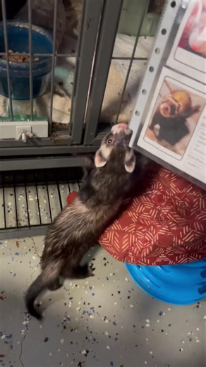 36K views · 1.3K reactions | If you didn’t know the origin of the word “ferret,” it comes from Latin meaning “little thief.” This little thief is Beretta. She stole Rocket and Gracie’s cage card. Beretta is bonded to Barrett and they are available for adoption. #bondedpair #ferretrescue #ferrets #ferret | AZ Ferret Rescue | Facebook
