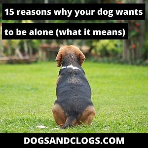 15 Reasons Why Your Dog Wants To Be Alone (What It Means)