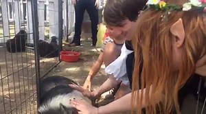 47K views · 2.6K reactions | Ross & Holly met an adorable pig! | Game Grumps | Facebook