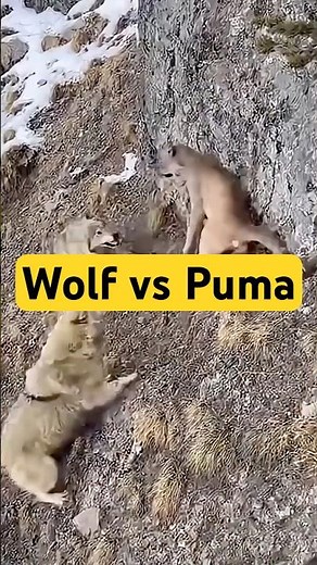 Wild Showdown: 2 Wolves Take On a Puma