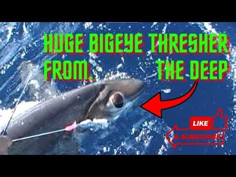 Bigeye Thresher in South Florida from 1700' of water