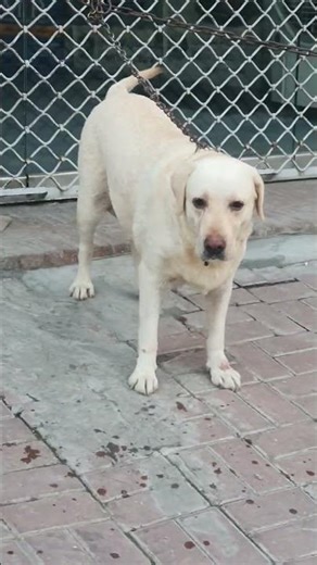 Dogs for sale #labrador