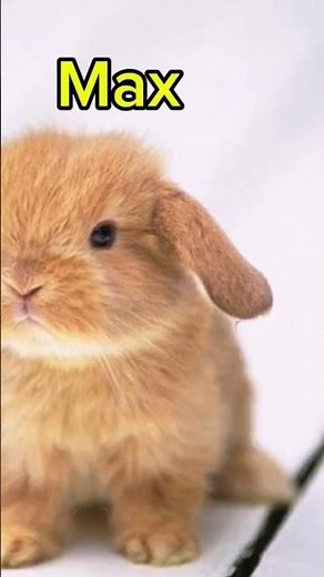 cute bunny names ideas #rabbit #rabbit #bunny #viral #music