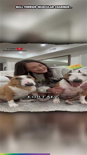 Bull Terrier 🤍 Muscular Charmer