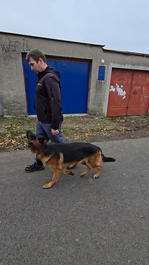 Jak učím klienty rozdílu ve "sportovní" chůzi u nohy a v chůzi u nohy na vycházce?😎 Sportovní chůze u nohy je TECHNICKÝ prvek, kdy po svém psovi chci, aby byl plně koncentrovaný na mne (ideálně s očním kontaktem), jemně se dotýkal mé levé nohy a kopíroval dráhu mé chůze). Takto ale pes nezvládne jít například 15 minut po městě. Oproti tomu "vycházková chůze u nohy", kterou označuji např. povelem ZA MNOU, znamená pro psa, aby dodržoval určitý prostor vedle mě (např. po mé levé straně, do vzdálen