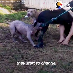 5.9K views · 179 reactions | This incredible family can't stop fostering dogs. Make sure you watch until the end to see their story! Do you know anyone who fosters pets regularly? Give them a shout-out below :) | MAXI ZOO IRELAND | Facebook