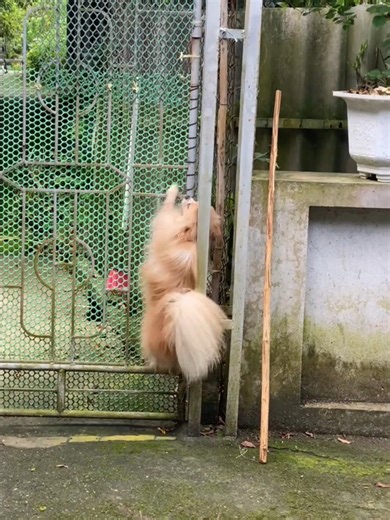 muốn được đi chơi 😂. | Mê Cờ Hó