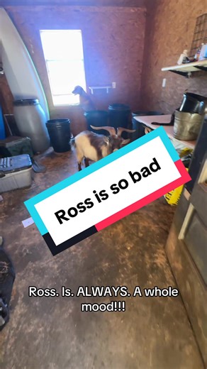 Why Ross is Always such a Mood