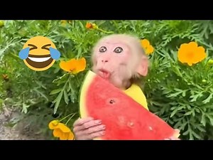 Funny Monkeys Doing Crazy Things | Guaranteed Laughter 🐒😂