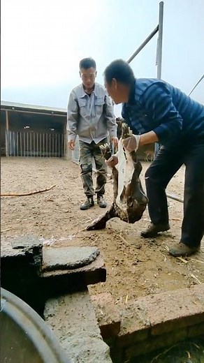 Farmer Rescues Stuck Baby Deer During Birth – Swift Action Saves Fawn! 👀
