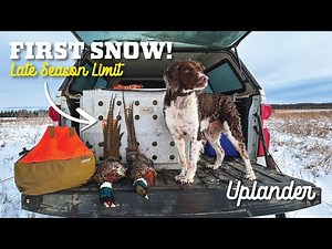 PERFECT Pheasant Hunting Conditions!