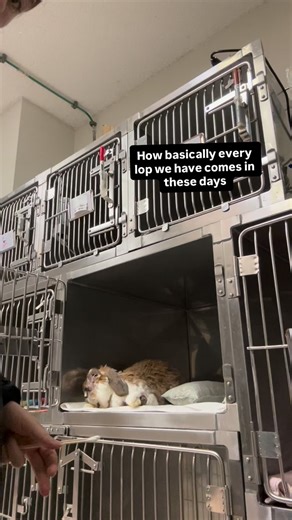 Make sure to clean your lops ears! They can’t properly clean their own ears like rabbits with upright ears. This means wax and debris and get trapped, fester and cause infections. They are so hard to get rid of once they’re infected so do the smart thing and preventatively clean their ears! A cleaner like TrizEDTA, and some long q tips are all you need. Don’t worry, their ear drum is at a 90 degree angle so you won’t damage it from gently swabbing the ear. #vetmed #earinfection #lops #4h | Avalo